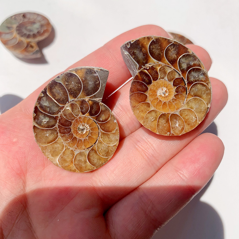 Fossilized Ammonite Shell