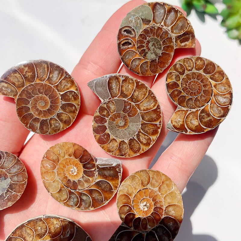 Fossilized Ammonite Shell